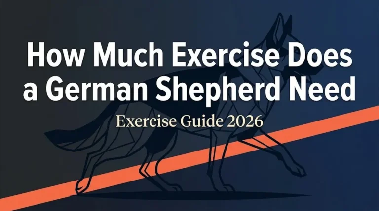 How Much Exercise Does a German Shepherd Need in 2026